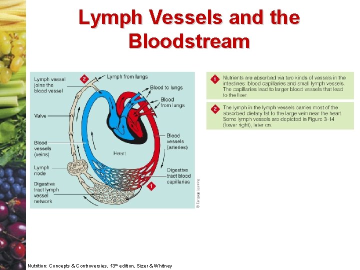 Lymph Vessels and the Bloodstream Nutrition: Concepts & Controversies, 13 th edition, Sizer &