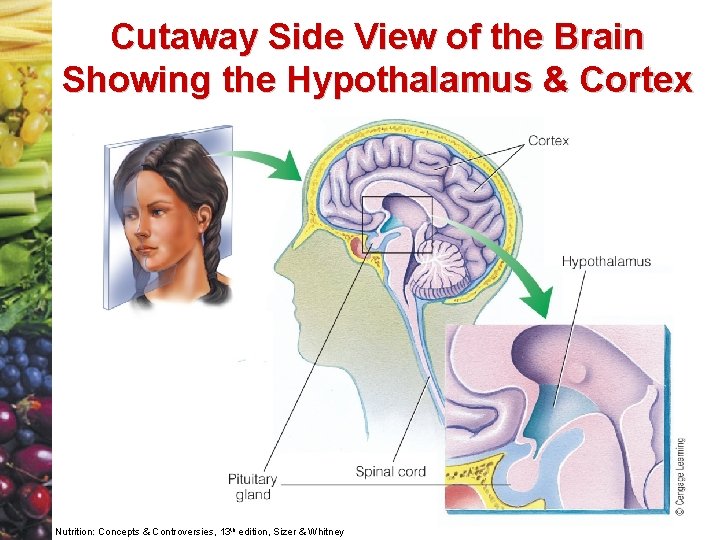 Cutaway Side View of the Brain Showing the Hypothalamus & Cortex Nutrition: Concepts &