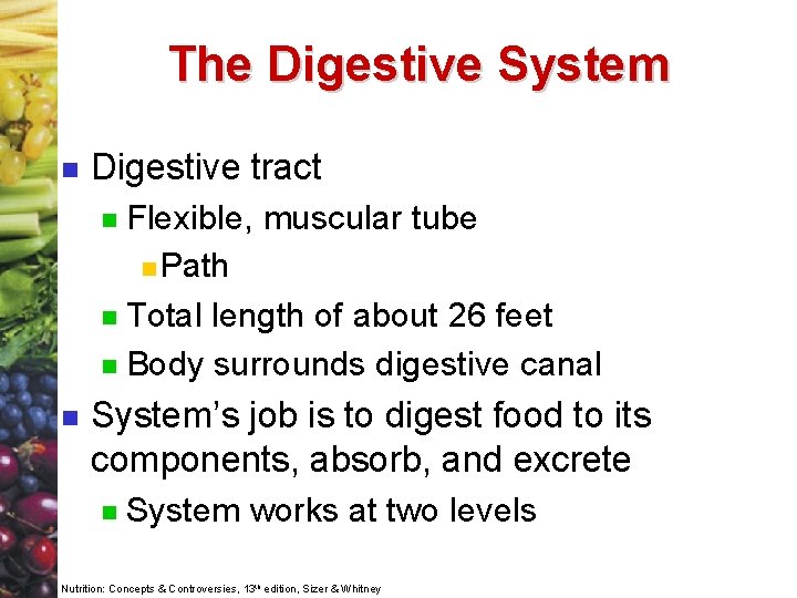 The Digestive System n Digestive tract Flexible, muscular tube n Path n Total length