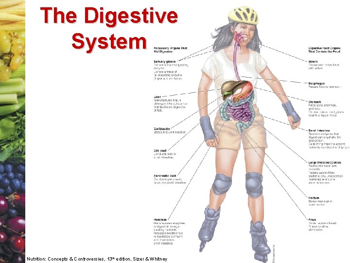 The Digestive System Nutrition: Concepts & Controversies, 13 th edition, Sizer & Whitney 