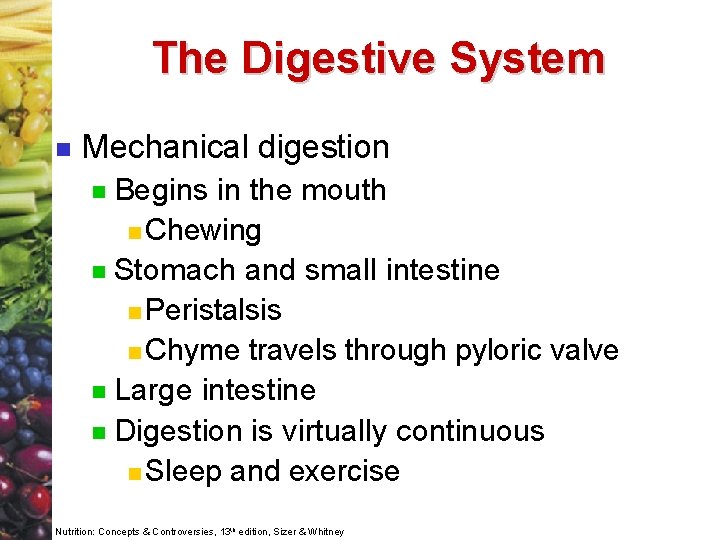 The Digestive System n Mechanical digestion Begins in the mouth n Chewing n Stomach