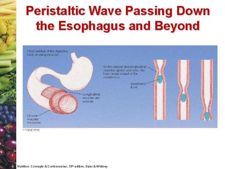 Peristaltic Wave Passing Down the Esophagus and Beyond Nutrition: Concepts & Controversies, 13 th