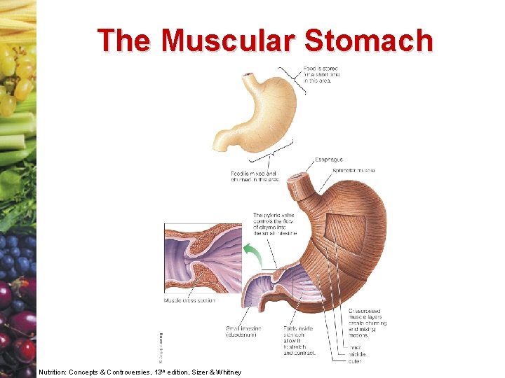 The Muscular Stomach Nutrition: Concepts & Controversies, 13 th edition, Sizer & Whitney 