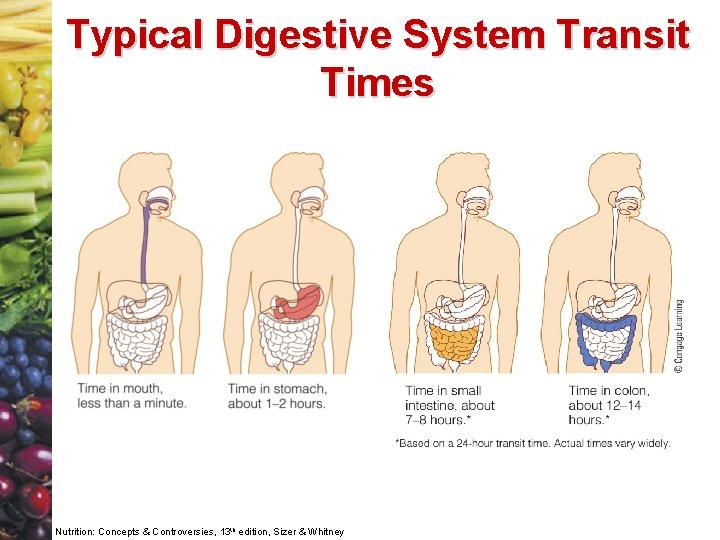 Typical Digestive System Transit Times Nutrition: Concepts & Controversies, 13 th edition, Sizer &