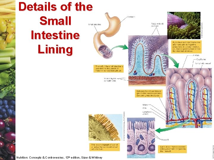 Details of the Small Intestine Lining Nutrition: Concepts & Controversies, 13 th edition, Sizer