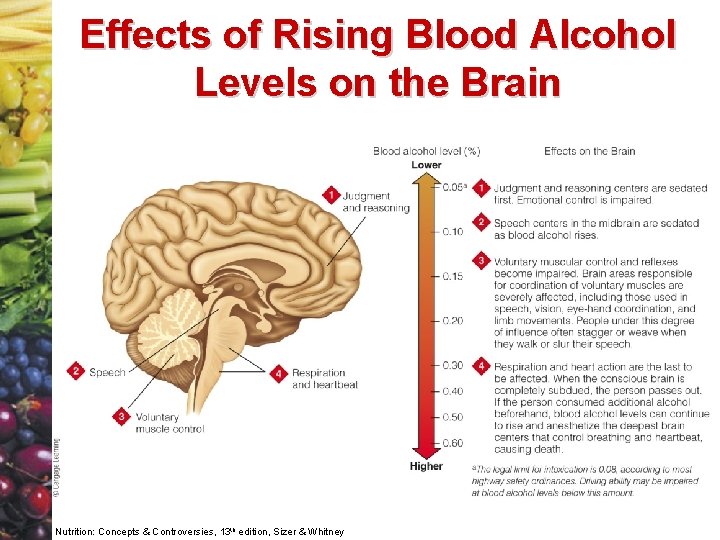 Effects of Rising Blood Alcohol Levels on the Brain Nutrition: Concepts & Controversies, 13