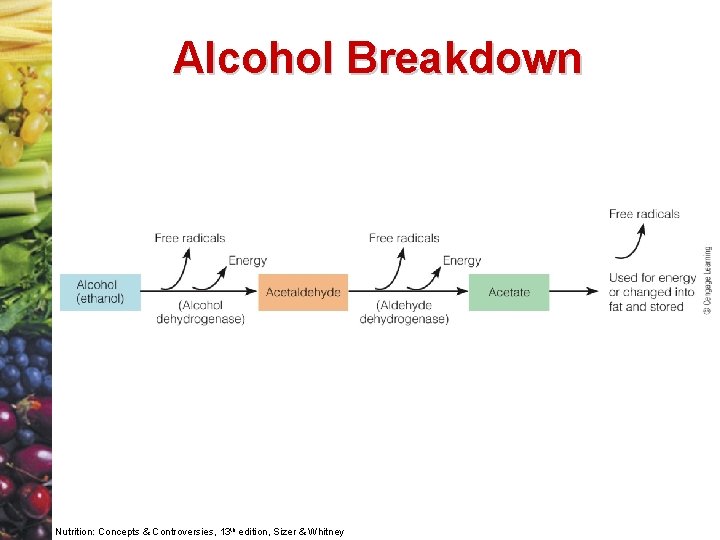 Alcohol Breakdown Nutrition: Concepts & Controversies, 13 th edition, Sizer & Whitney 