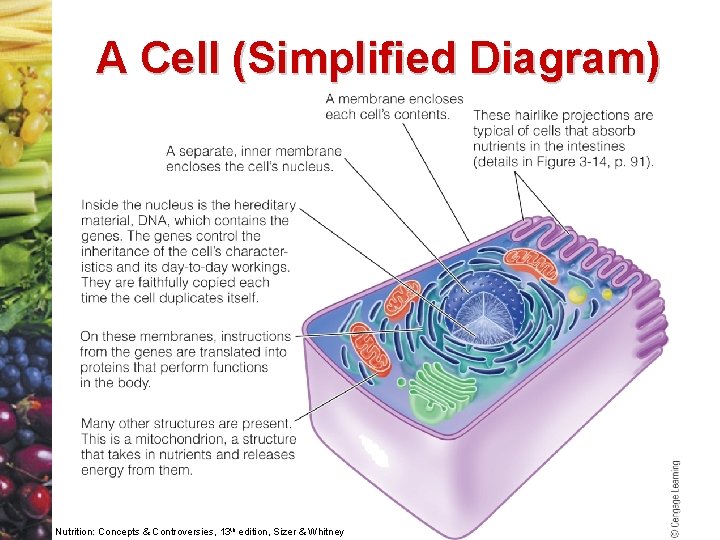 A Cell (Simplified Diagram) Nutrition: Concepts & Controversies, 13 th edition, Sizer & Whitney