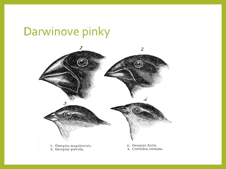 Darwinove pinky 