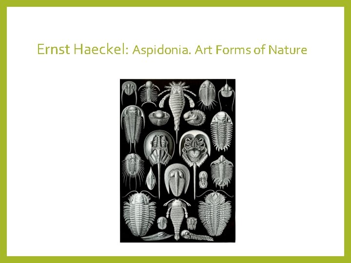 Ernst Haeckel: Aspidonia. Art Forms of Nature 