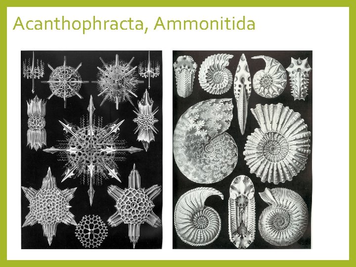 Acanthophracta, Ammonitida 