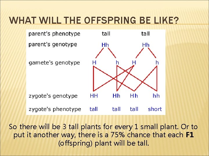 WHAT WILL THE OFFSPRING BE LIKE? So there will be 3 tall plants for