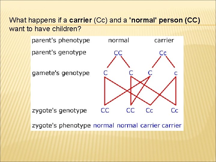 What happens if a carrier (Cc) and a 'normal' person (CC) want to have