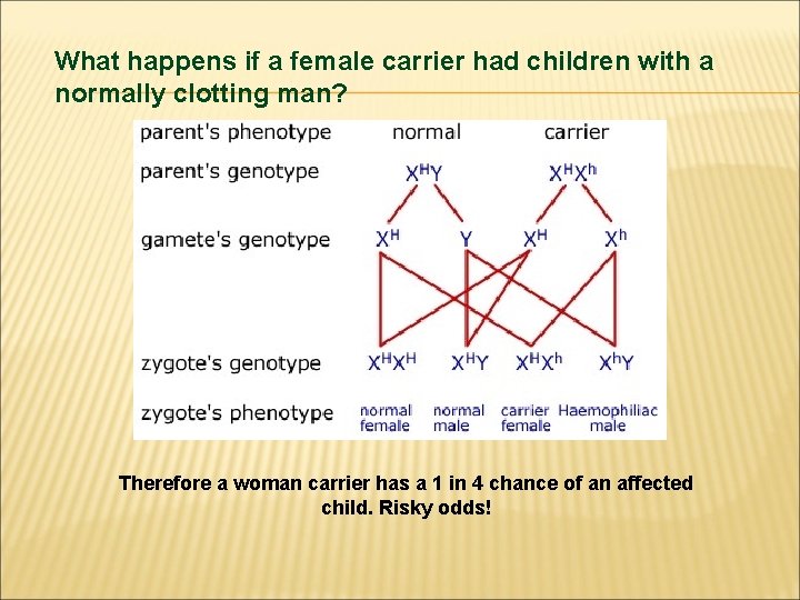 What happens if a female carrier had children with a normally clotting man? Therefore