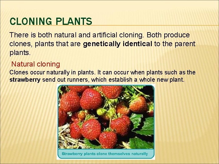 CLONING PLANTS There is both natural and artificial cloning. Both produce clones, plants that