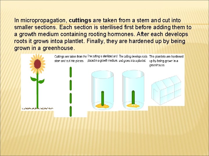 In micropropagation, cuttings are taken from a stem and cut into smaller sections. Each