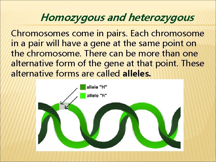 Homozygous and heterozygous Chromosomes come in pairs. Each chromosome in a pair will have