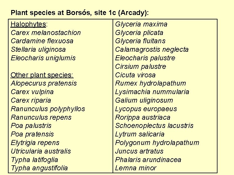 Plant species at Borsós, site 1 c (Arcady): Halophytes: Carex melanostachion Cardamine flexuosa Stellaria