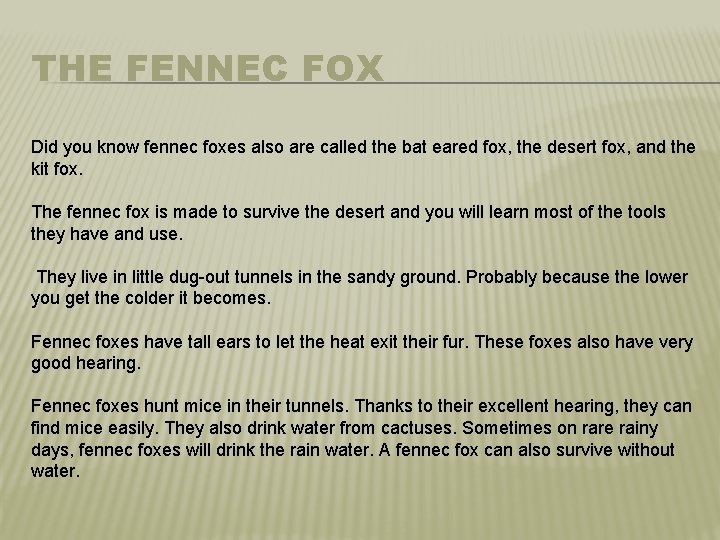 THE FENNEC FOX Did you know fennec foxes also are called the bat eared