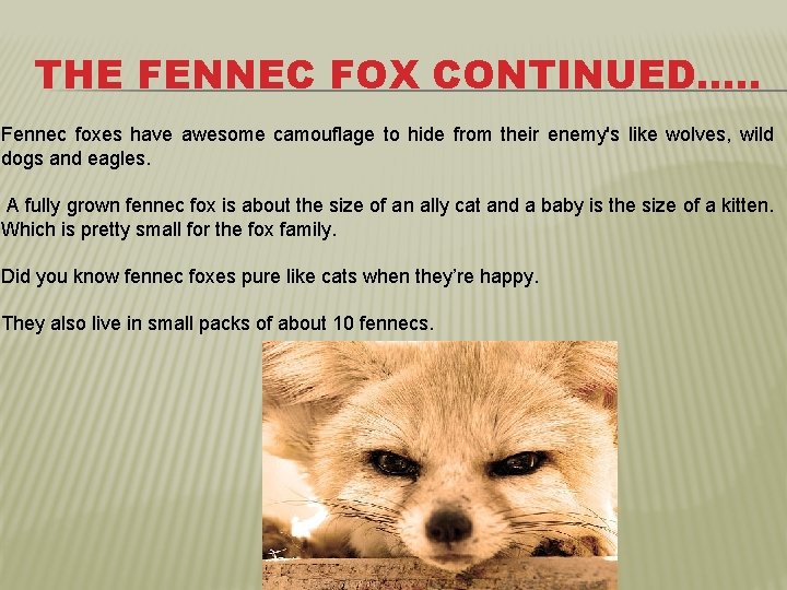 THE FENNEC FOX CONTINUED…. . Fennec foxes have awesome camouflage to hide from their