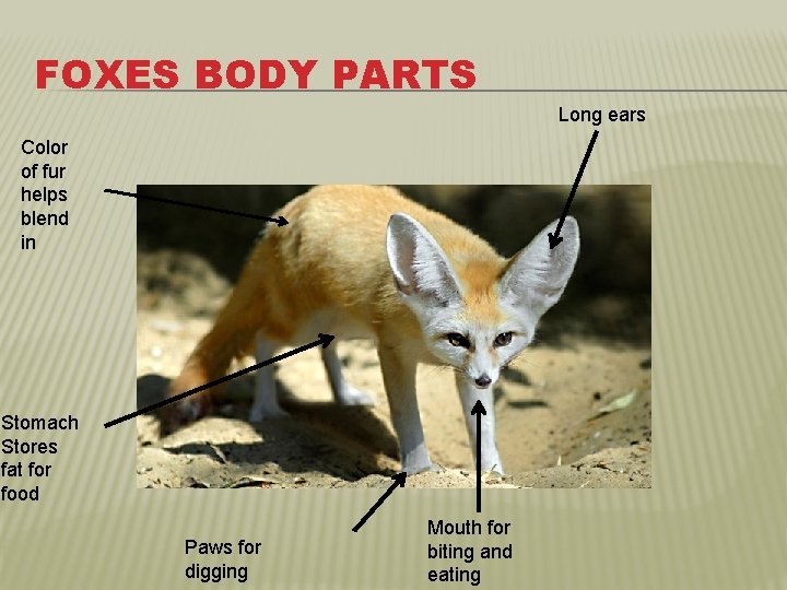 FOXES BODY PARTS Long ears Color of fur helps blend in Stomach Stores fat