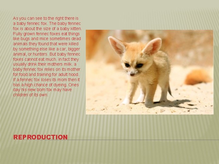 As you can see to the right there is a baby fennec fox. The