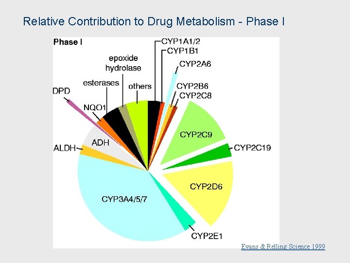Relative Contribution to Drug Metabolism - Phase I Evans & Relling Science 1999 