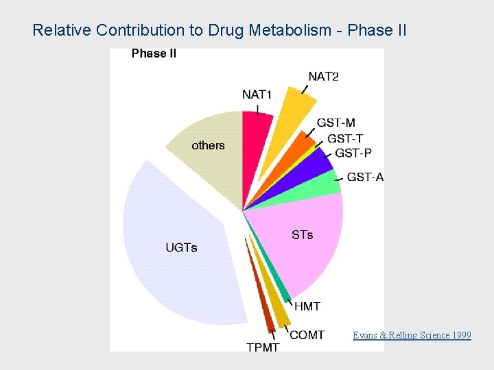 Relative Contribution to Drug Metabolism - Phase II Evans & Relling Science 1999 