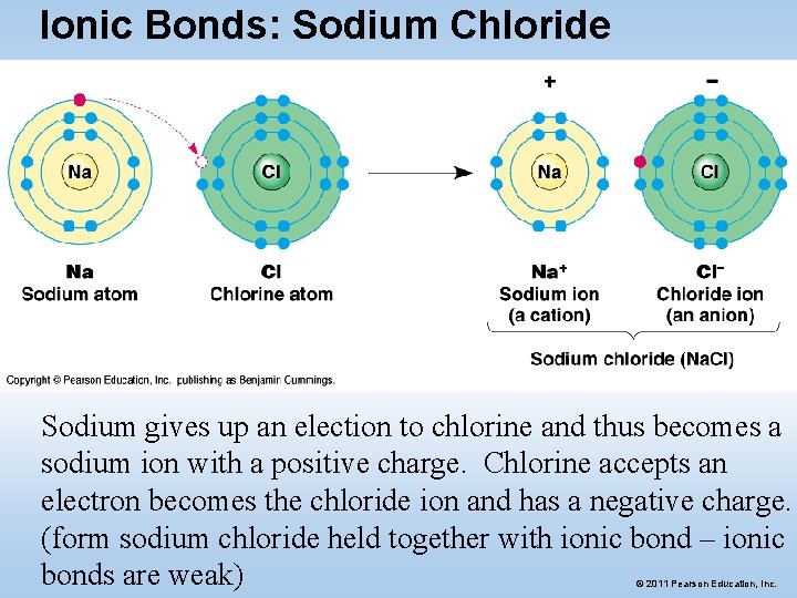 Ionic Bonds: Sodium Chloride Sodium gives up an election to chlorine and thus becomes