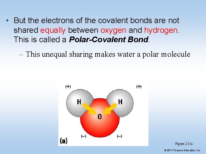  • But the electrons of the covalent bonds are not shared equally between