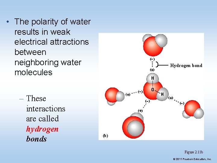 • The polarity of water results in weak electrical attractions between neighboring water • The polarity of water results in weak electrical attractions between neighboring water