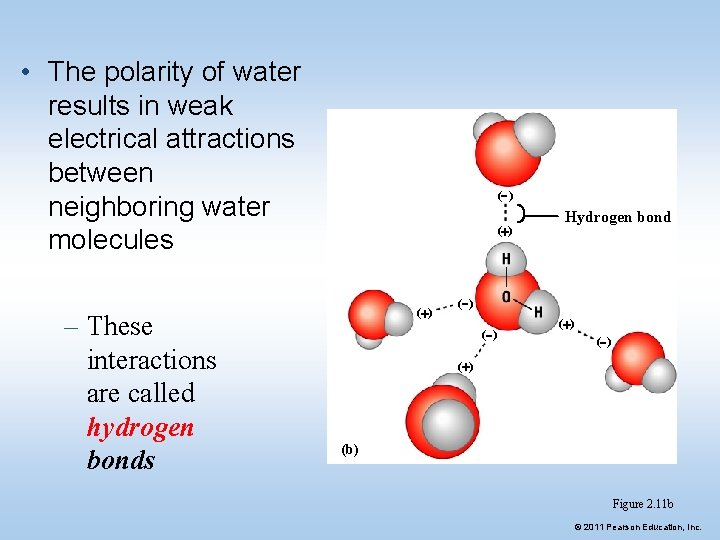  • The polarity of water results in weak electrical attractions between neighboring water