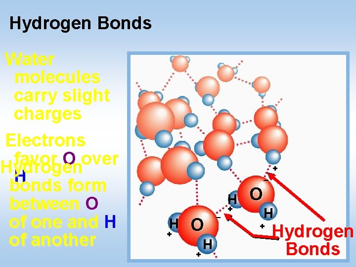 Hydrogen Bonds Water molecules carry slight charges Electrons favor O over Hydrogen H bonds