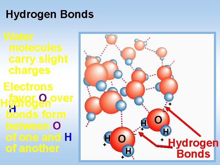 Hydrogen Bonds Water molecules carry slight charges Electrons favor O over Hydrogen H bonds Hydrogen Bonds Water molecules carry slight charges Electrons favor O over Hydrogen H bonds