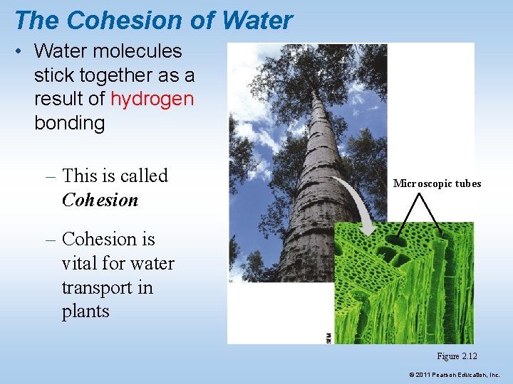 The Cohesion of Water • Water molecules stick together as a result of hydrogen