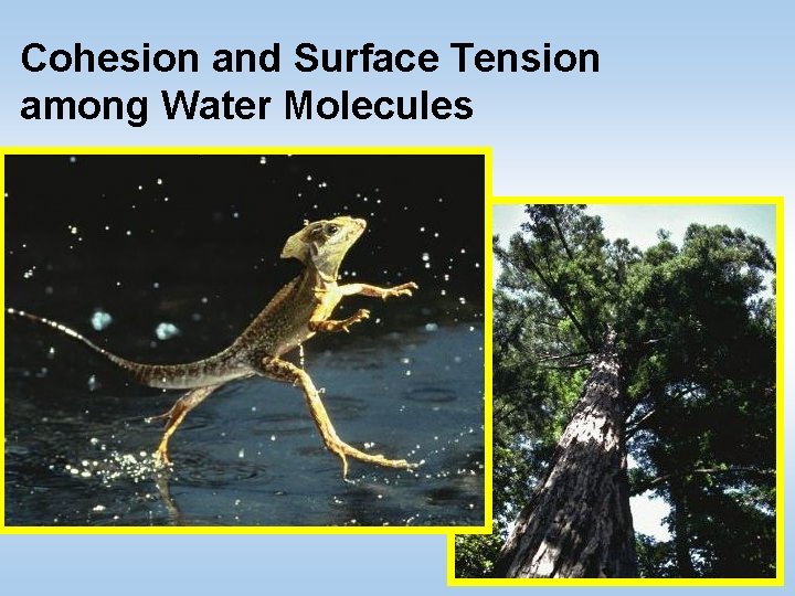 Cohesion and Surface Tension among Water Molecules © 2011 Pearson Education, Inc. Cohesion and Surface Tension among Water Molecules © 2011 Pearson Education, Inc.