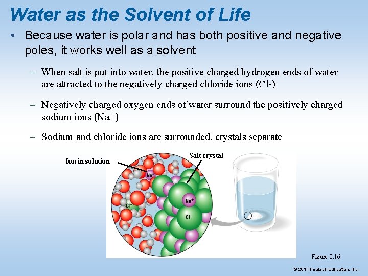 Water as the Solvent of Life • Because water is polar and has both