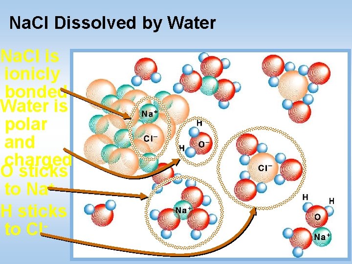 Na. Cl Dissolved by Water Na. Cl is ionicly bonded Water is polar and