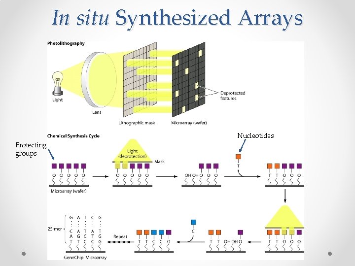 In situ Synthesized Arrays Nucleotides Protecting groups 