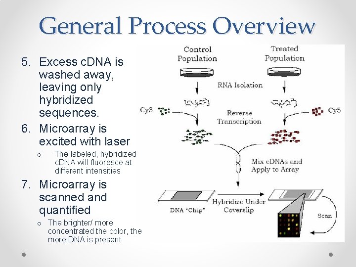 General Process Overview 5. Excess c. DNA is washed away, leaving only hybridized sequences.