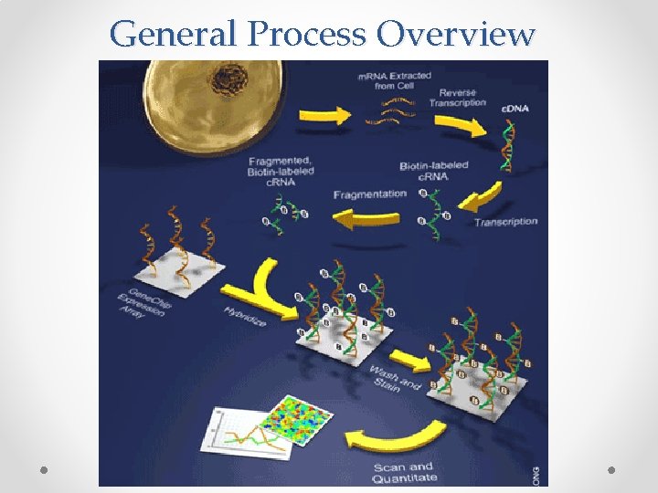 General Process Overview 