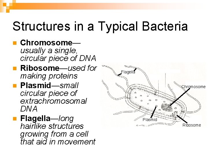 Structures in a Typical Bacteria n n Chromosome— usually a single, circular piece of