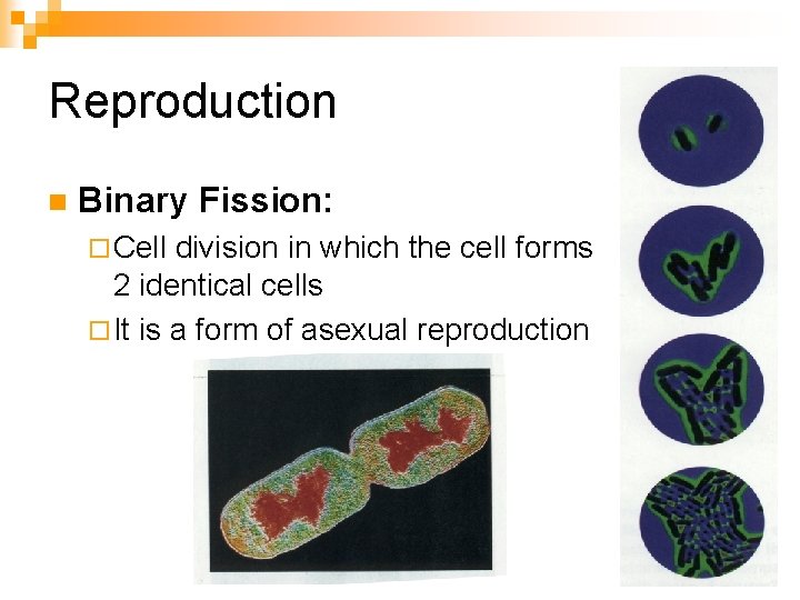 Reproduction n Binary Fission: ¨ Cell division in which the cell forms 2 identical Reproduction n Binary Fission: ¨ Cell division in which the cell forms 2 identical