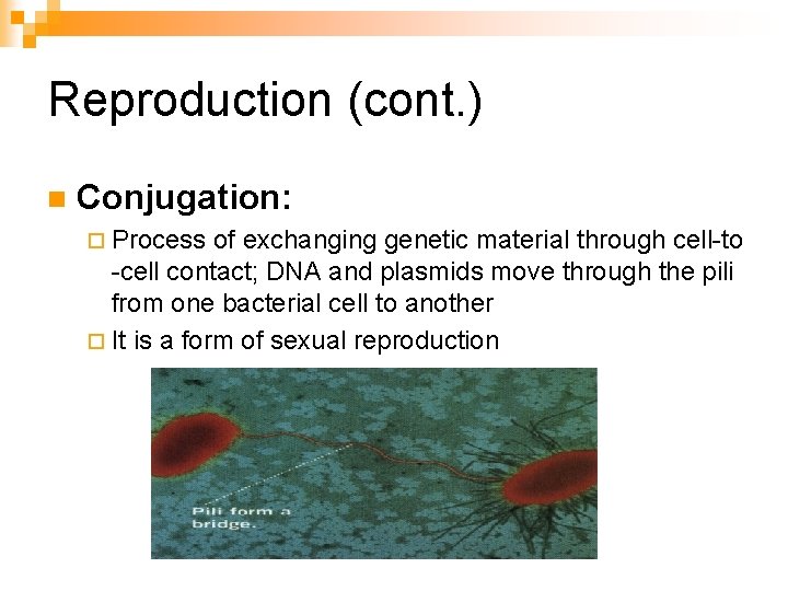 Reproduction (cont. ) n Conjugation: ¨ Process of exchanging genetic material through cell-to -cell