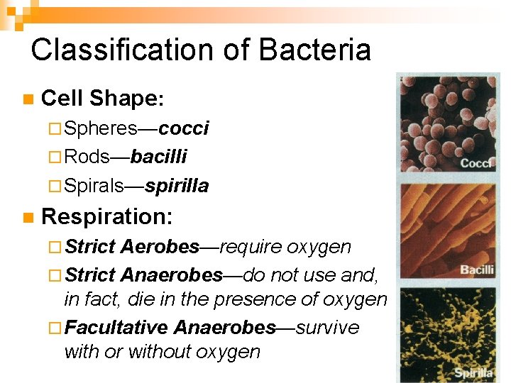 Classification of Bacteria n Cell Shape: ¨ Spheres—cocci ¨ Rods—bacilli ¨ Spirals—spirilla n Respiration: Classification of Bacteria n Cell Shape: ¨ Spheres—cocci ¨ Rods—bacilli ¨ Spirals—spirilla n Respiration: