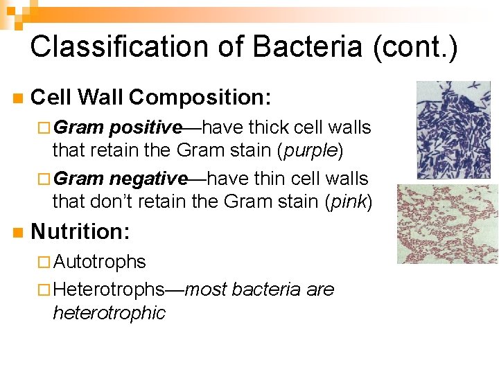 Classification of Bacteria (cont. ) n Cell Wall Composition: ¨ Gram positive—have thick cell