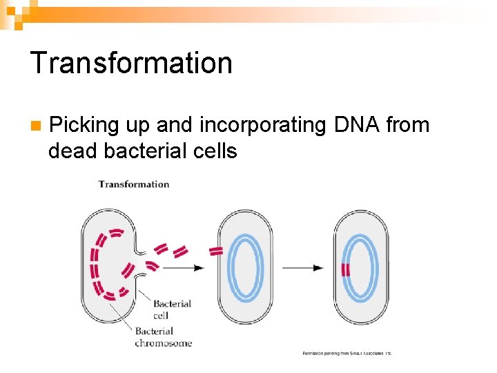 Transformation n Picking up and incorporating DNA from dead bacterial cells 