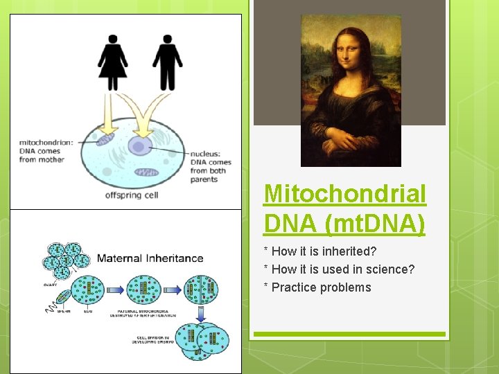 mitochondrial dna mt dna how it is inherited
