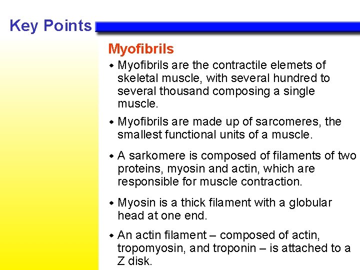 Key Points Myofibrils are the contractile elemets of skeletal muscle, with several hundred to