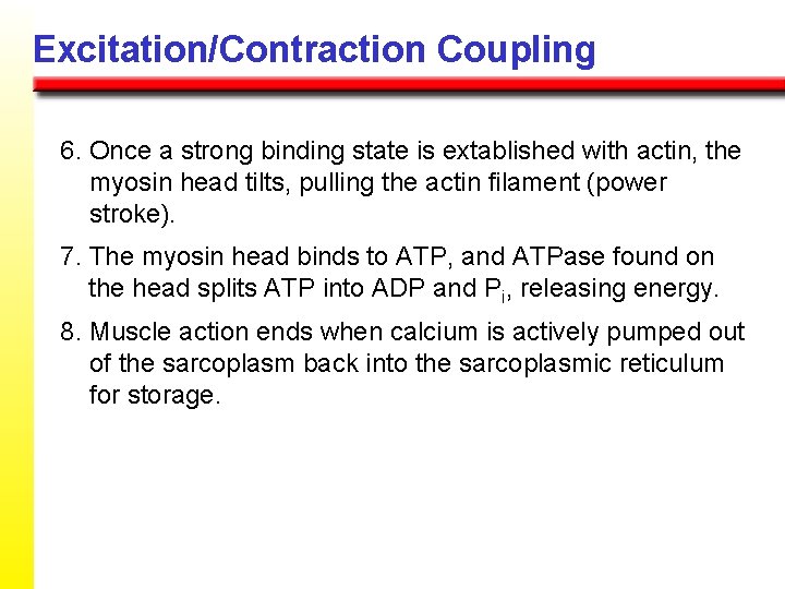 Excitation/Contraction Coupling 6. Once a strong binding state is extablished with actin, the myosin